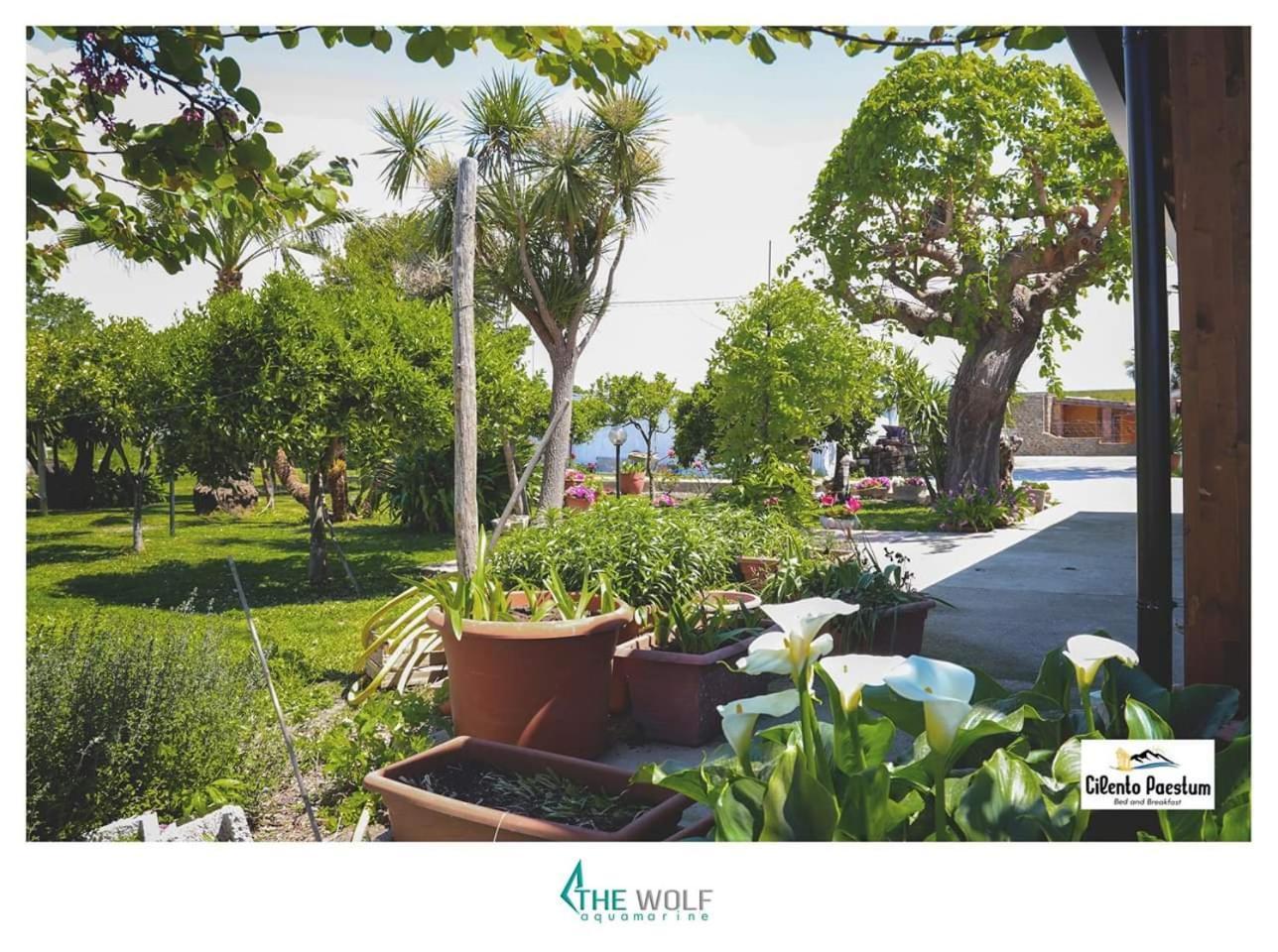 B&B Cilento Paestum Extérieur photo