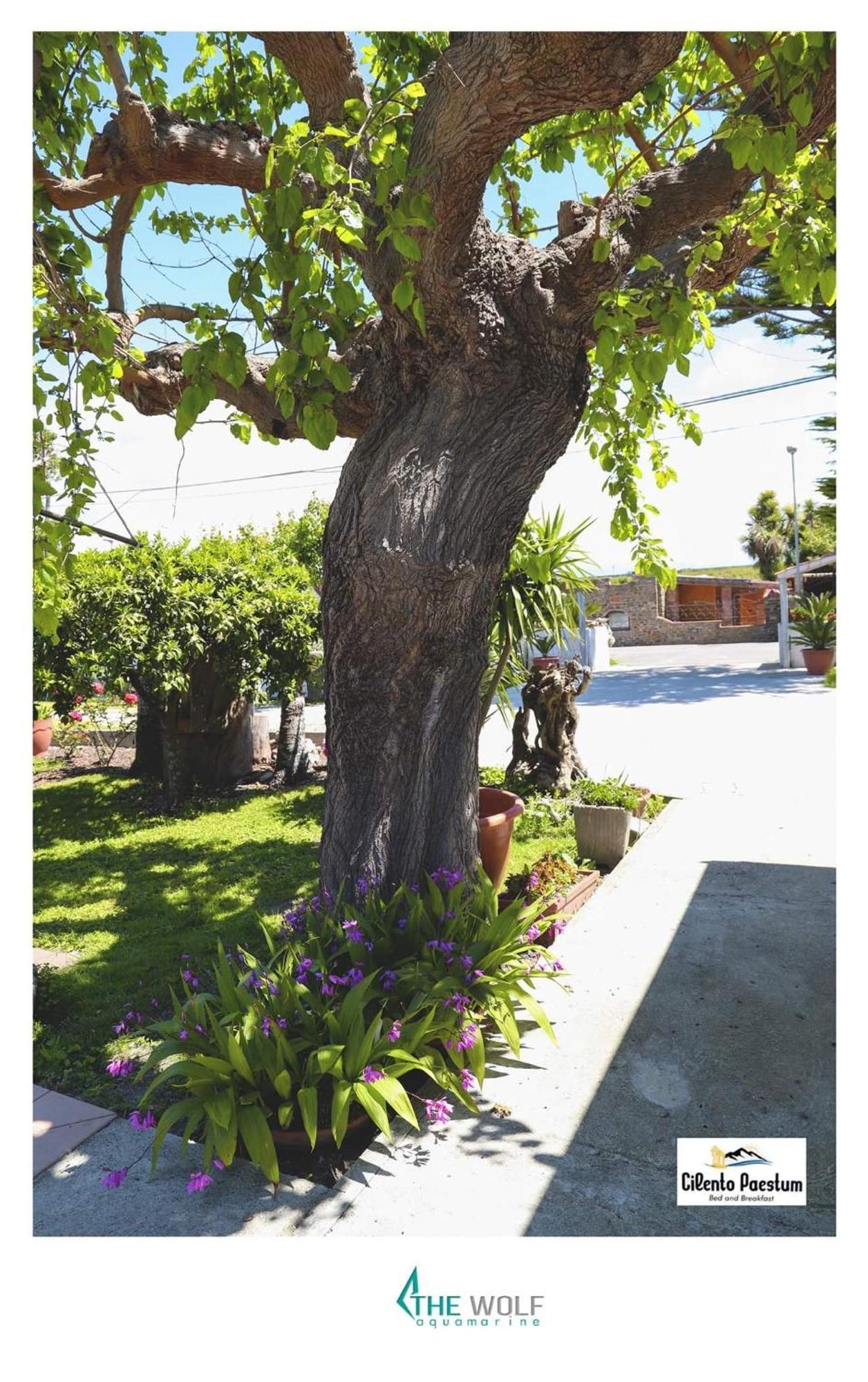 B&B Cilento Paestum Extérieur photo